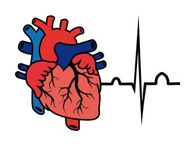 Heart and Thyroid – an Intimate Relationship